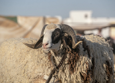 عيد الأضحى حالة طقس الحرارة